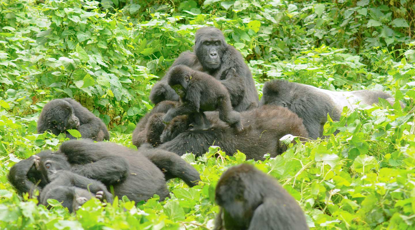 How to trek Uganda gorillas on budget â€“ PML Daily