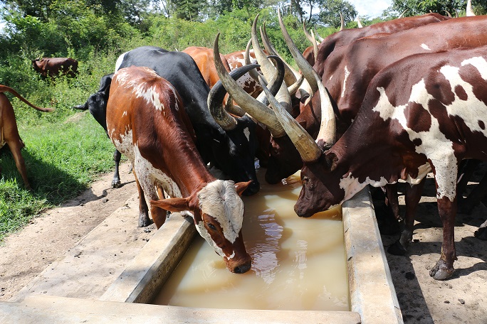 Uganda, FAO, GEF, launch project to make agriculture and pastoral production more responsive and resilient to climate change - pmldaily.com