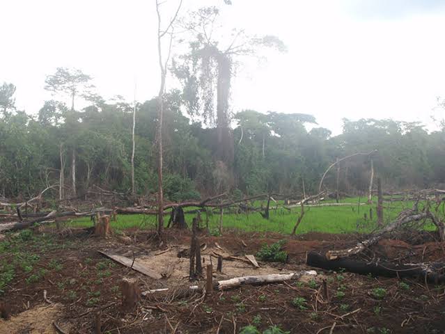 WWF launches UGX.14 billion reforestation program in Uganda - PML Daily