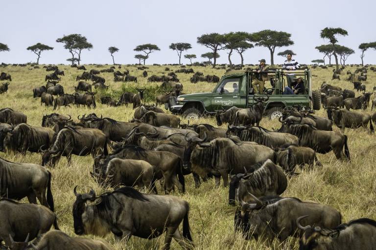 A Guide to the great Wildebeest migration in Kenya - PML Daily